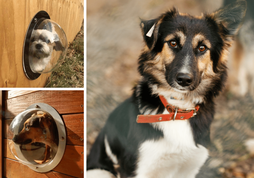 4 Dog Fence Windows: Enjoy Dog Park Views Without Jumping Fences