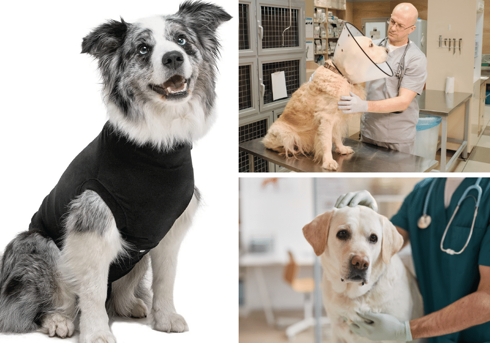 5 Dog Recovery Suits: Keep Your Pup Comfy and Cozy After Surgery!