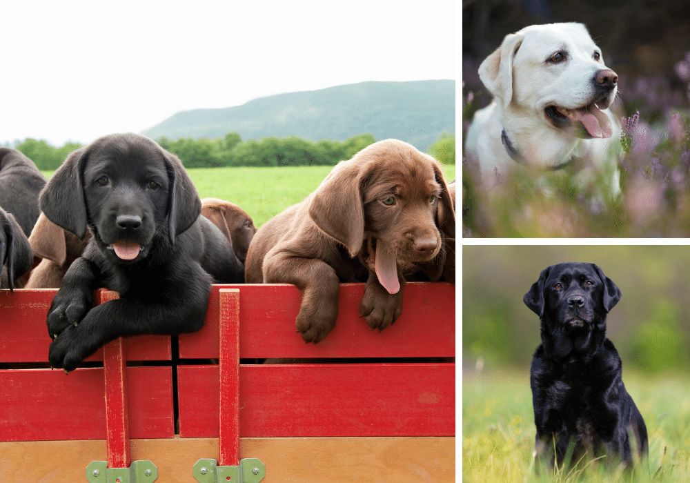 Labrador Retrievers 101: The Ultimate Guide
