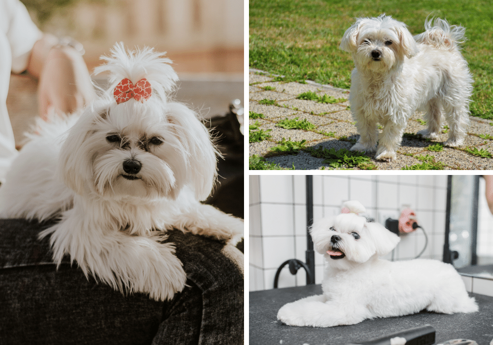 An Introduction to the Adorable Maltese Dog