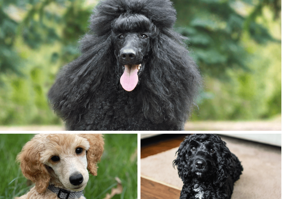 All About Standard Poodles - The Perfect Dog For Pet Owners!