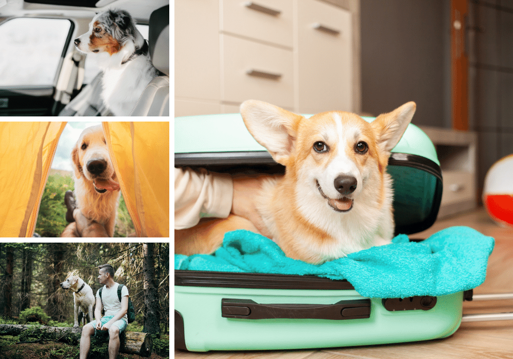 14 Tips For How To Travel With Your Dog: Making Travelling With Your Pup Stress-Free!