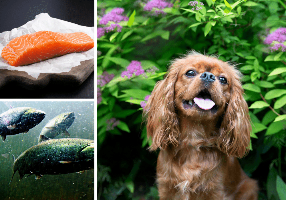 A Woofing Great Time: Ranking the Top 7 Salmon Oil Treats for Dogs
