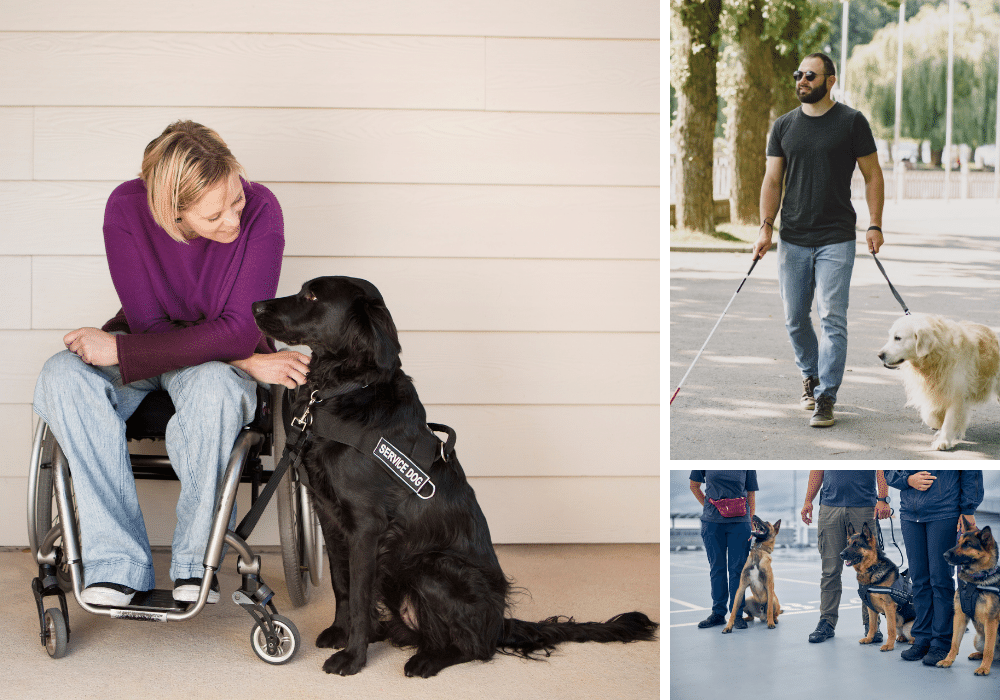 Jump Into Service Dog Training: A Look at the Top 5 Service Dog In Training Vests