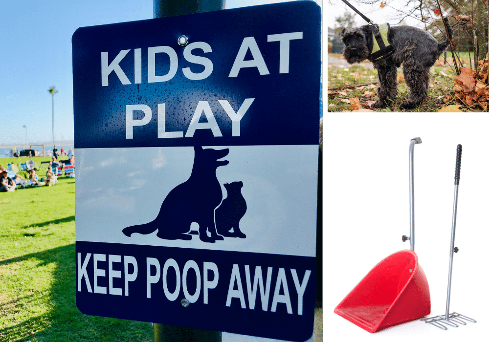 Which Pooper Scooper Is Best? A Review of 4 Products for Fido-Friendly Cleanup!