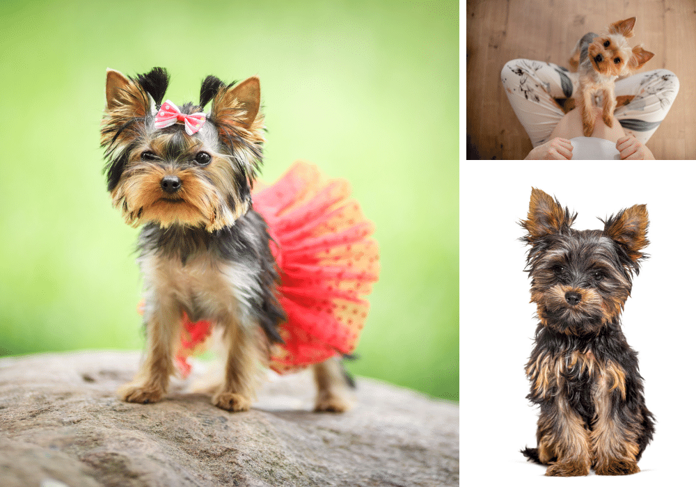 Everything You Need to Know About Yorkshire Terriers