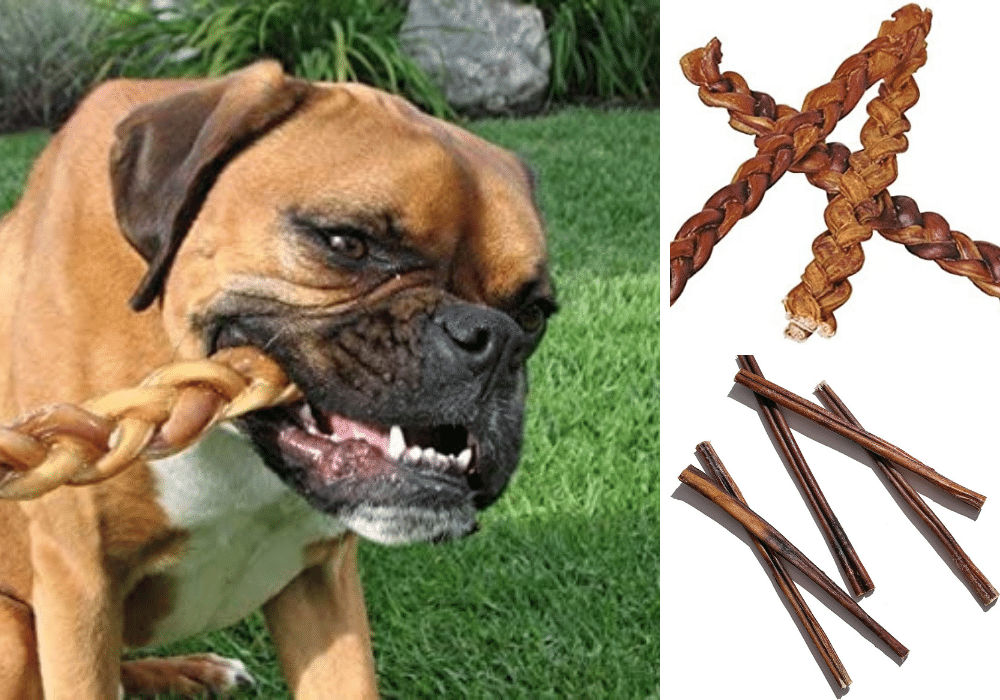 5 Can't-Miss Canine Treats: Can My Dog Have Bully Sticks?