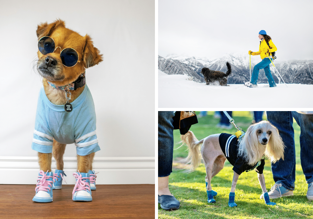 Put Your Pup's Paws In These 5 Dog Booties: A Paw-some Review!
