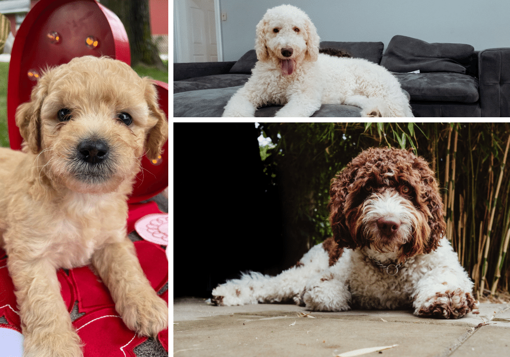 The Lowdown on Labradoodles - History, Health, Personality, and Grooming