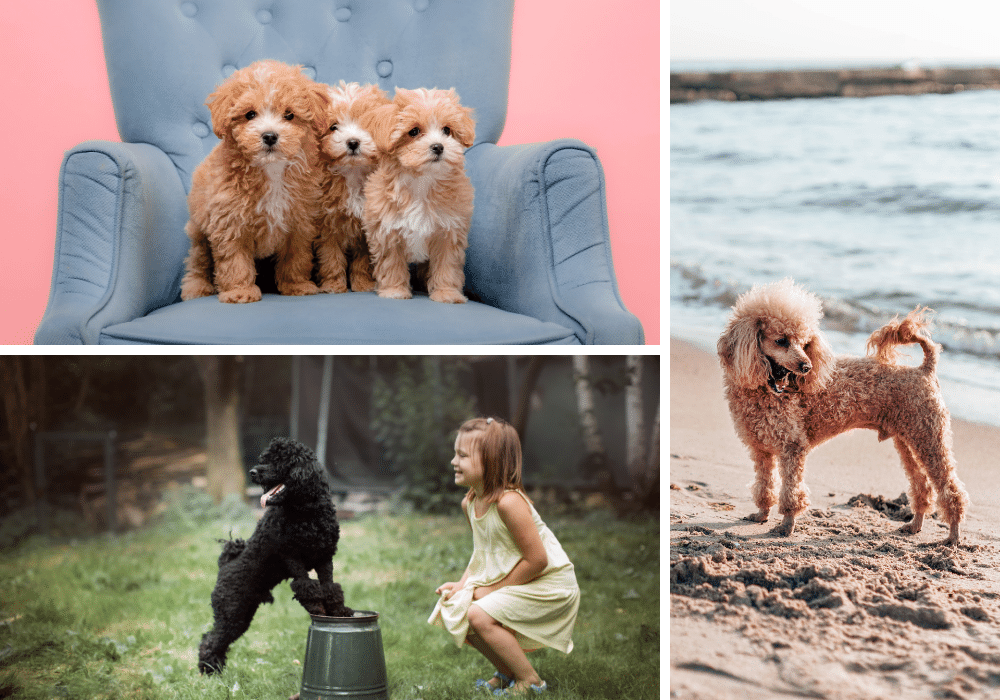 Uncovering the Secrets of Miniature Poodles
