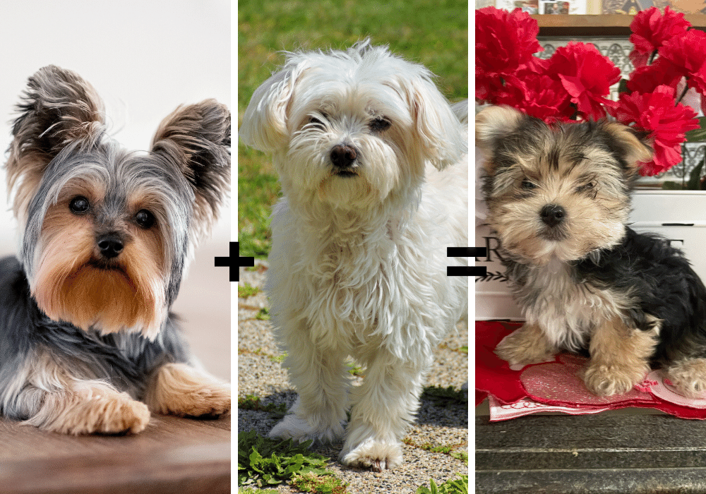 What You Need to Know About Morkies