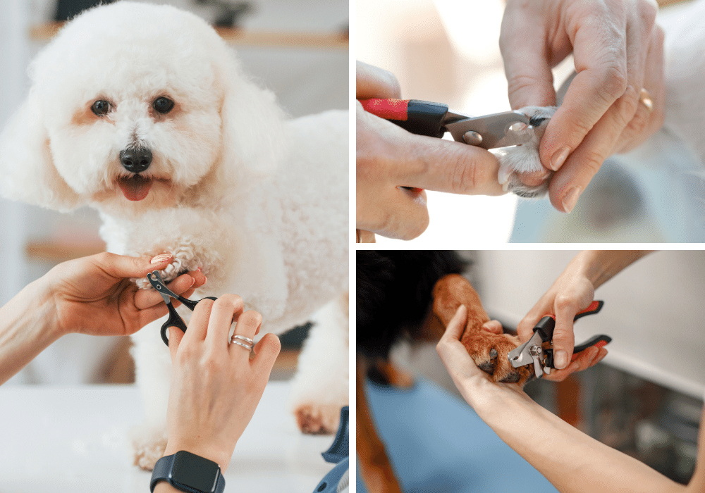 Paw-Fect Pedicure: How to Trim Your Dog's Nails with 5 Easy-To-Use Nail Clippers!