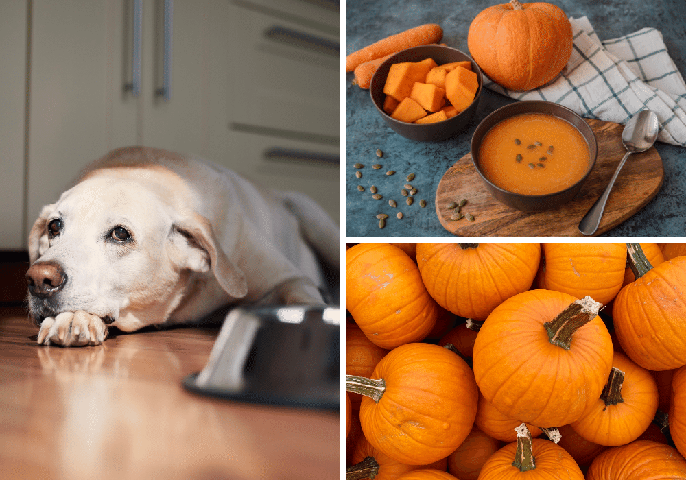 Fur Real: Reviewing 5 Pumpkin-Infused SuperFoods to Keep Your Dog's Tail Wagging!