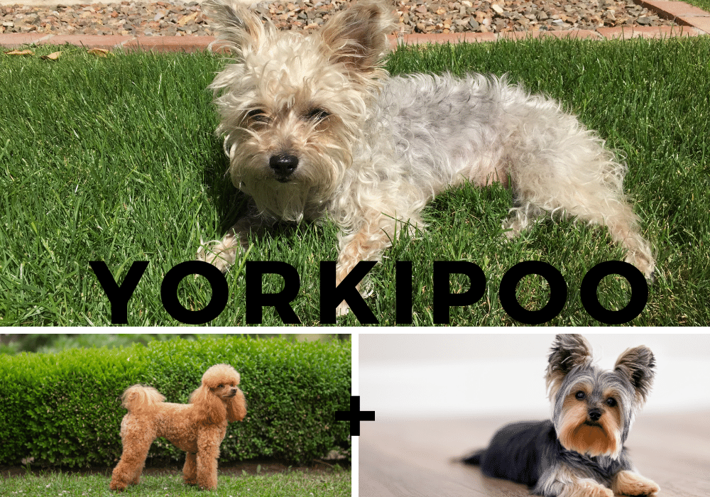 Yorkipoos - The Cutest Dogs You've Never Heard Of!